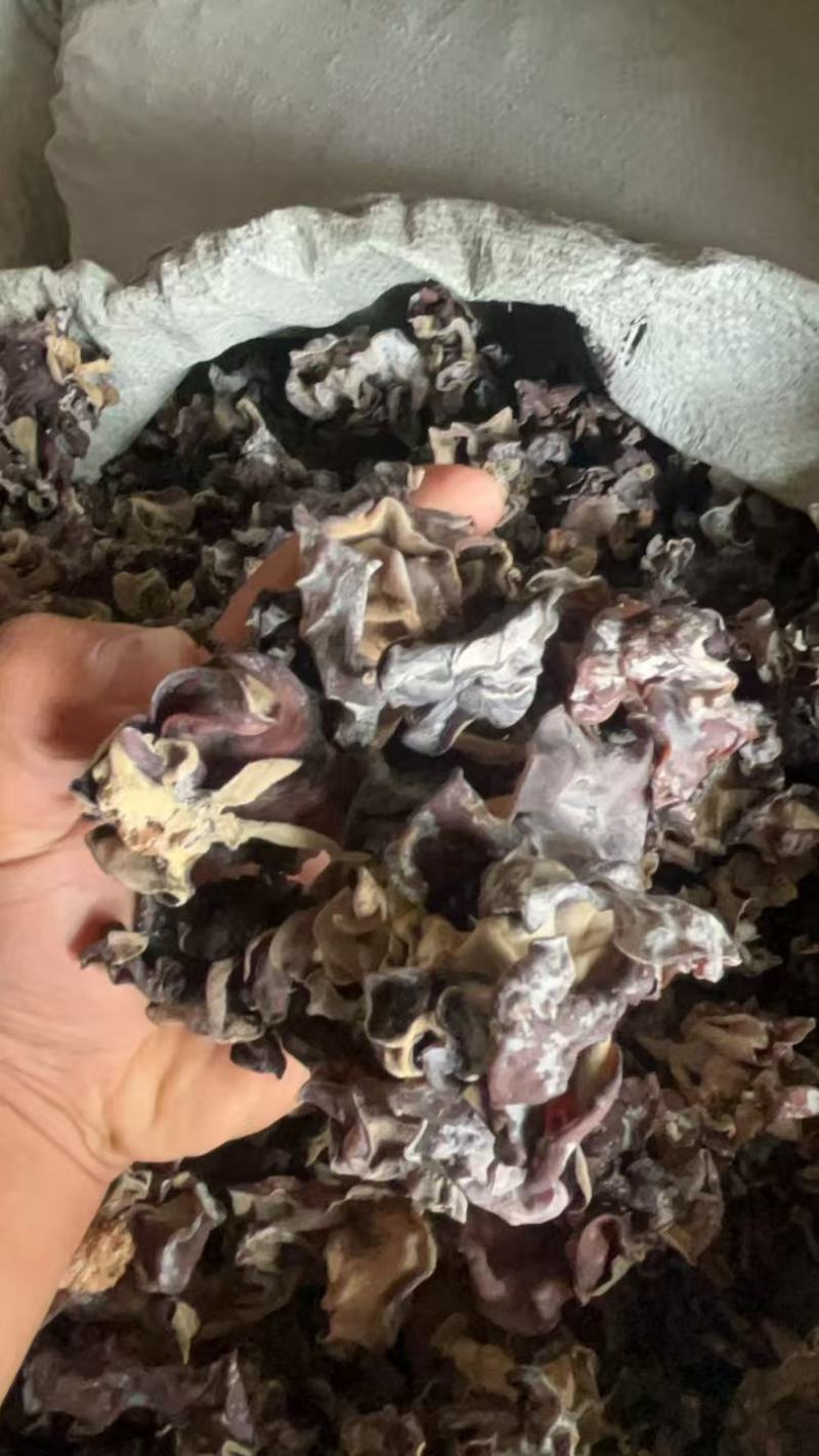地摊毛木耳头茬二茬三岔都有电商木耳