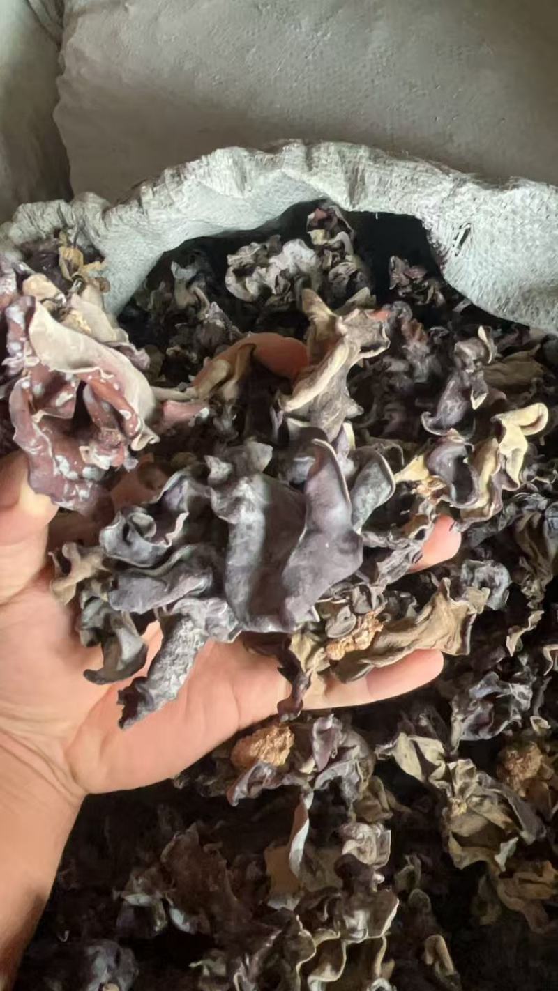 地摊毛木耳头茬二茬三岔都有电商木耳