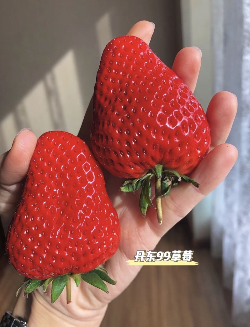颗颗红心饱满单果能有鸡蛋大不打膨大剂不催熟一斤20