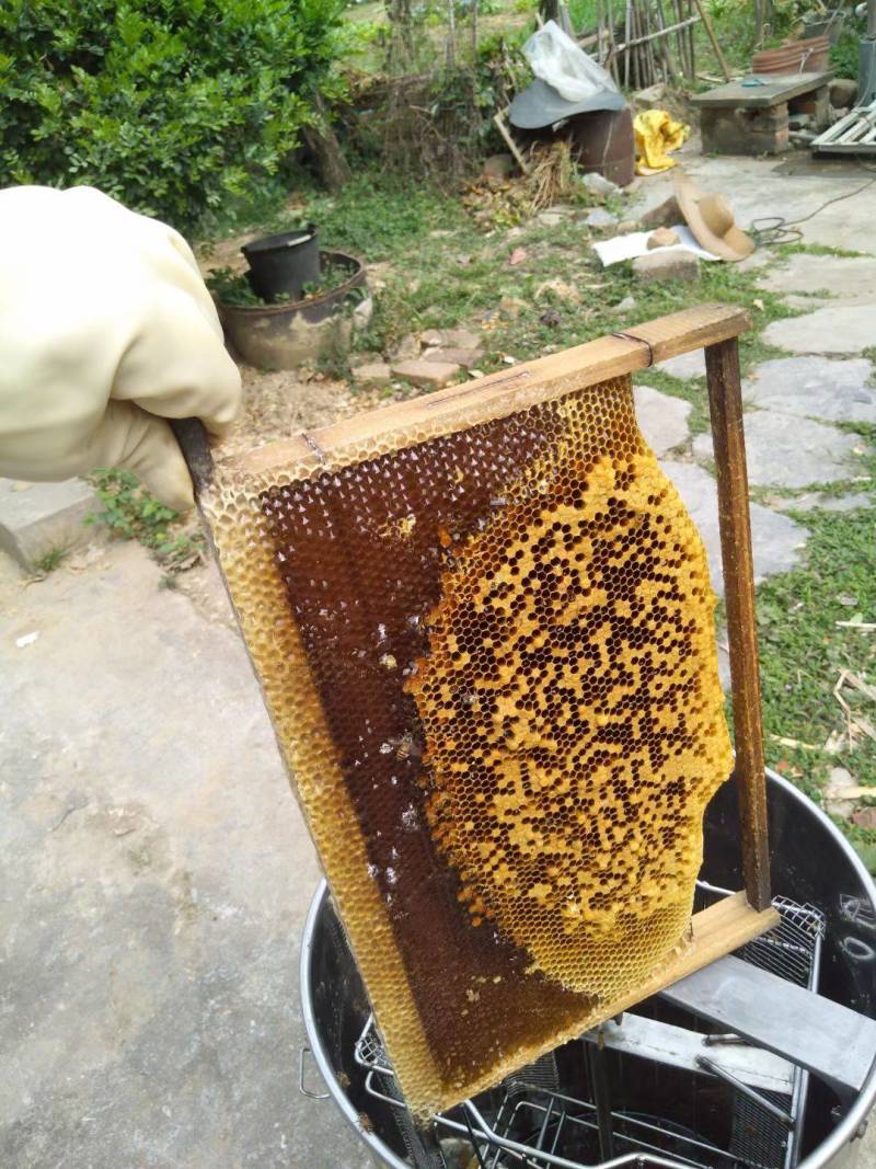 土蜂蜜，靓春蜜