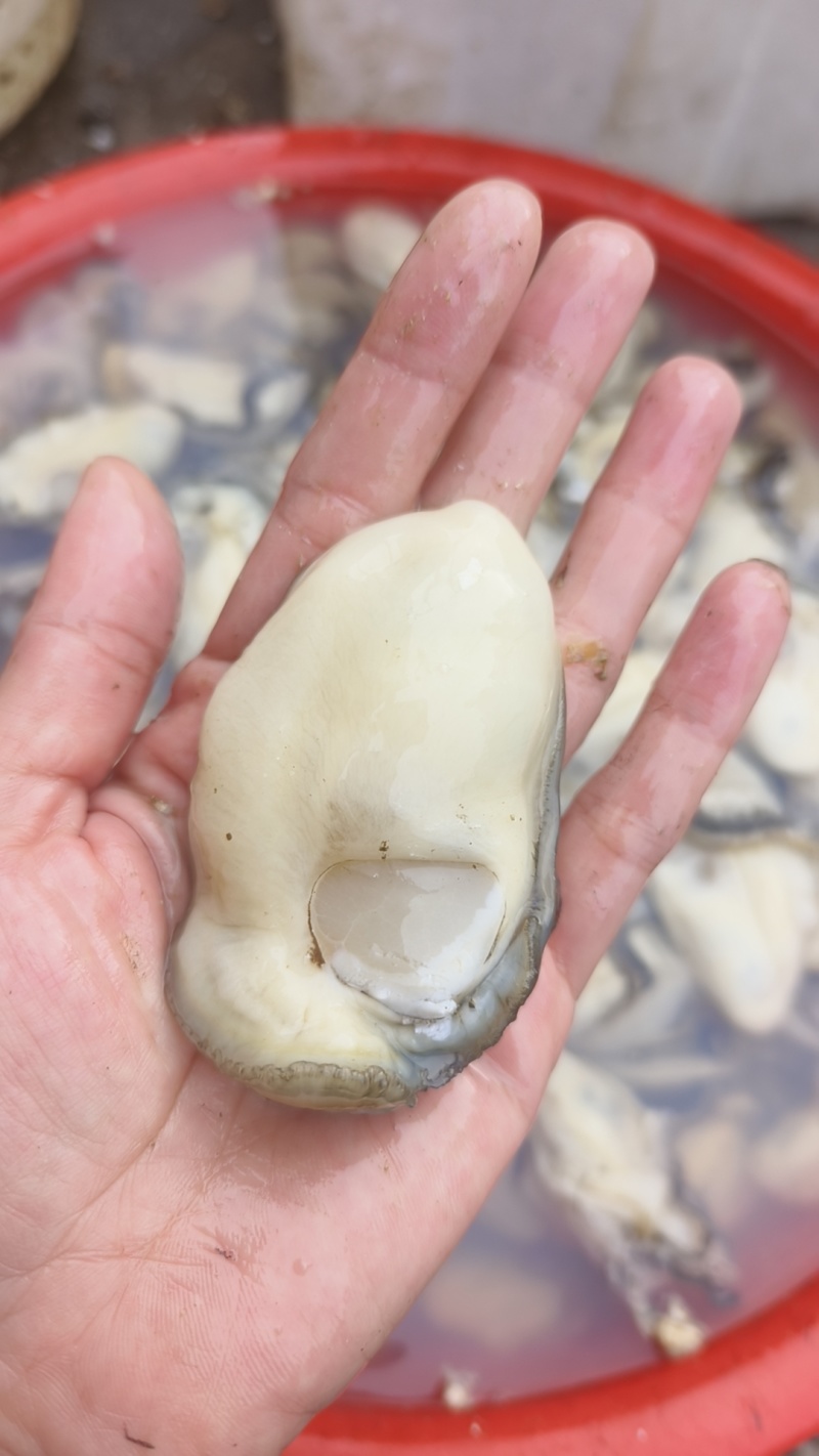 龙门港生蚝