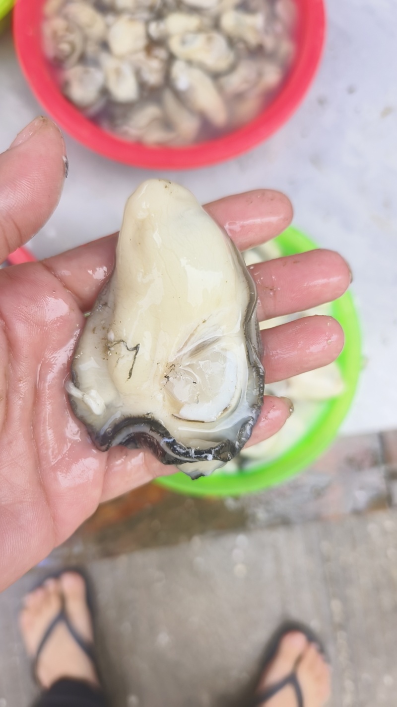 龙门港生蚝