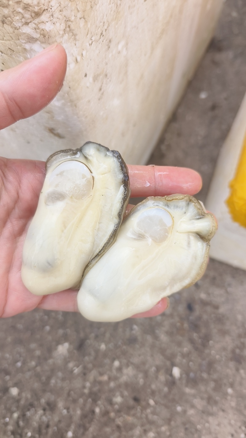 龙门港生蚝