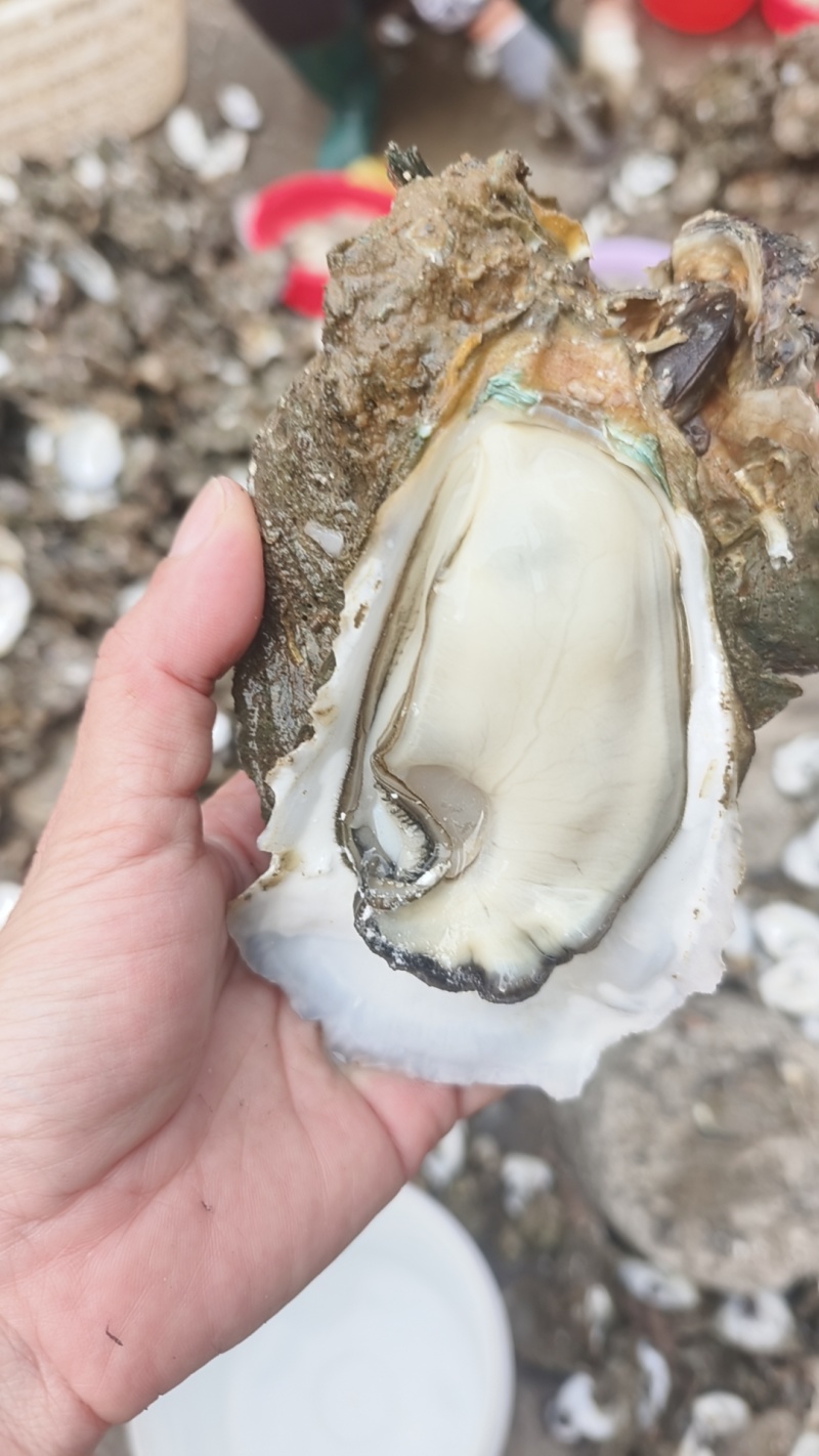 龙门港生蚝