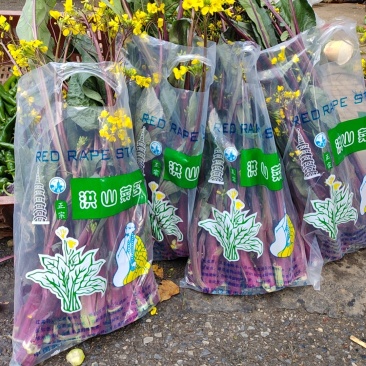 洪山菜苔