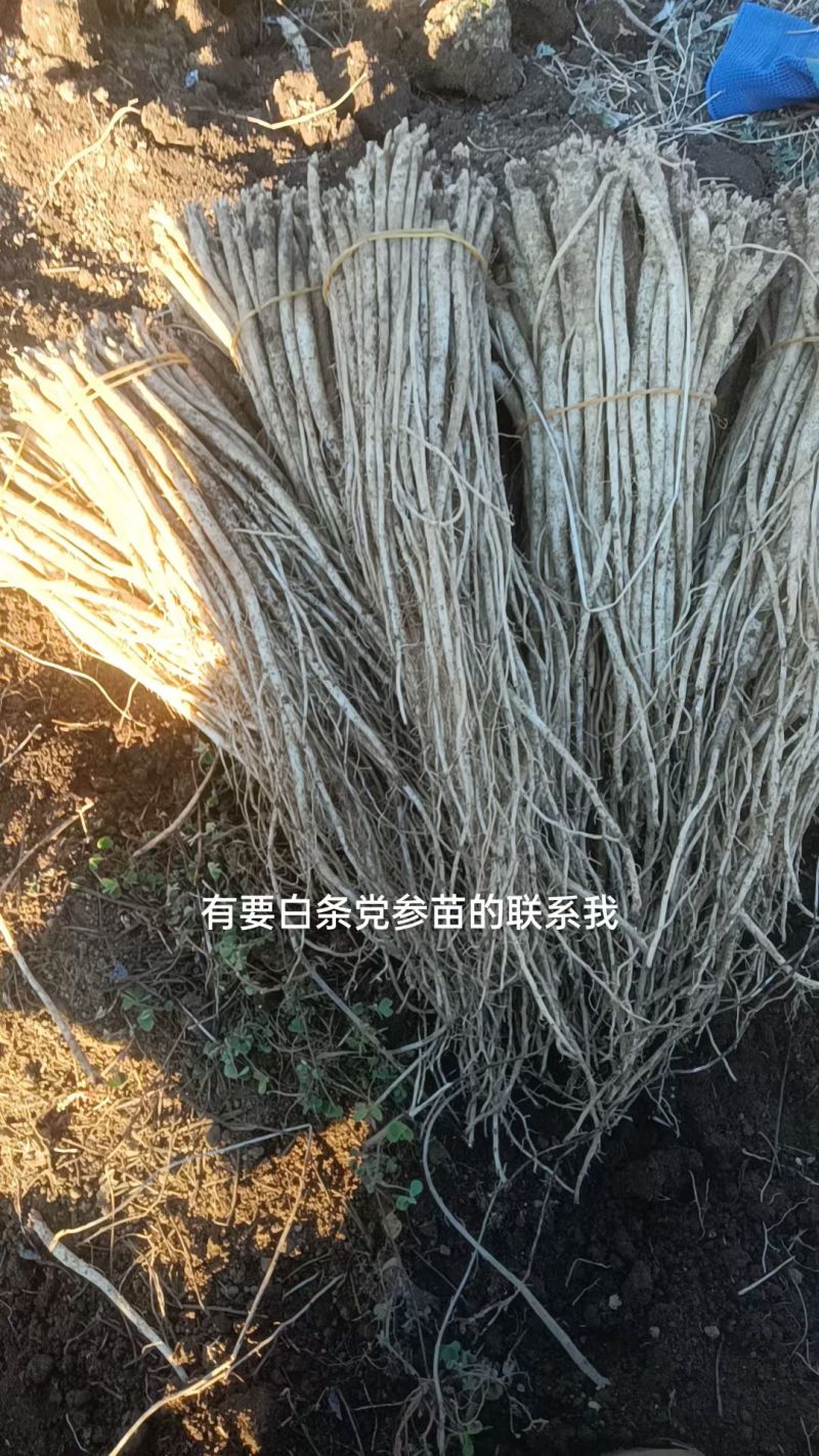 贵州毕节党参
