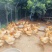 果园散养胡须鸡