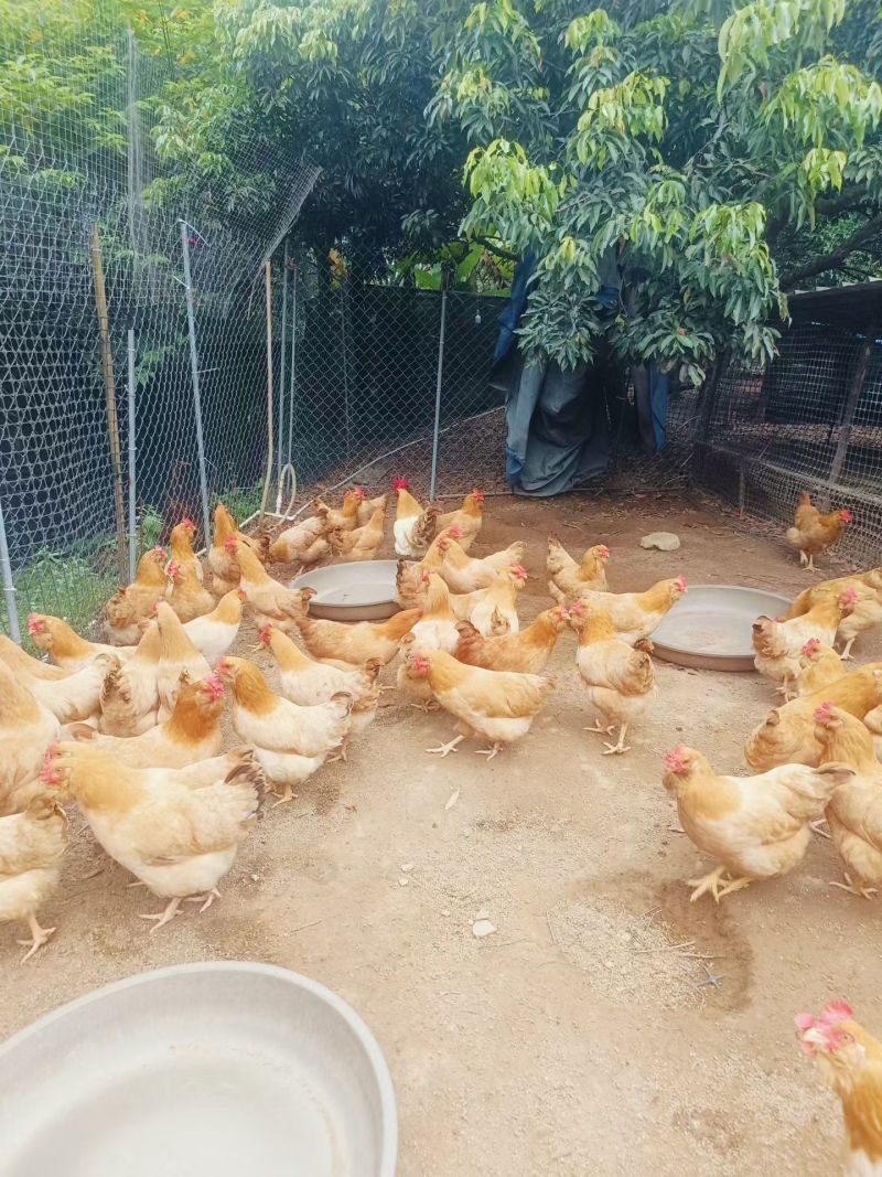 果园散养胡须鸡