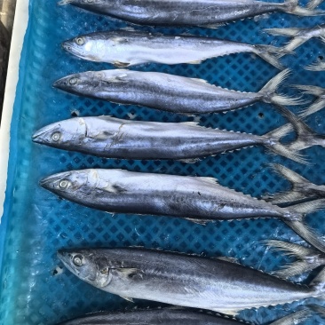 燕鲅鱼