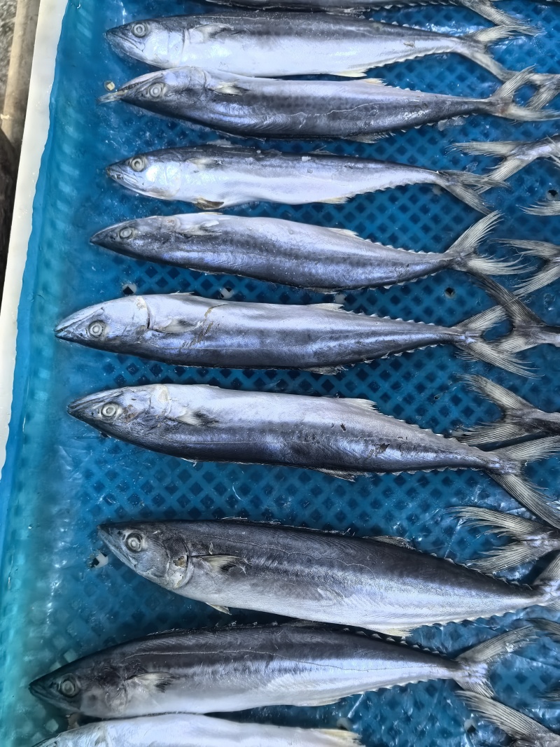 燕鲅鱼