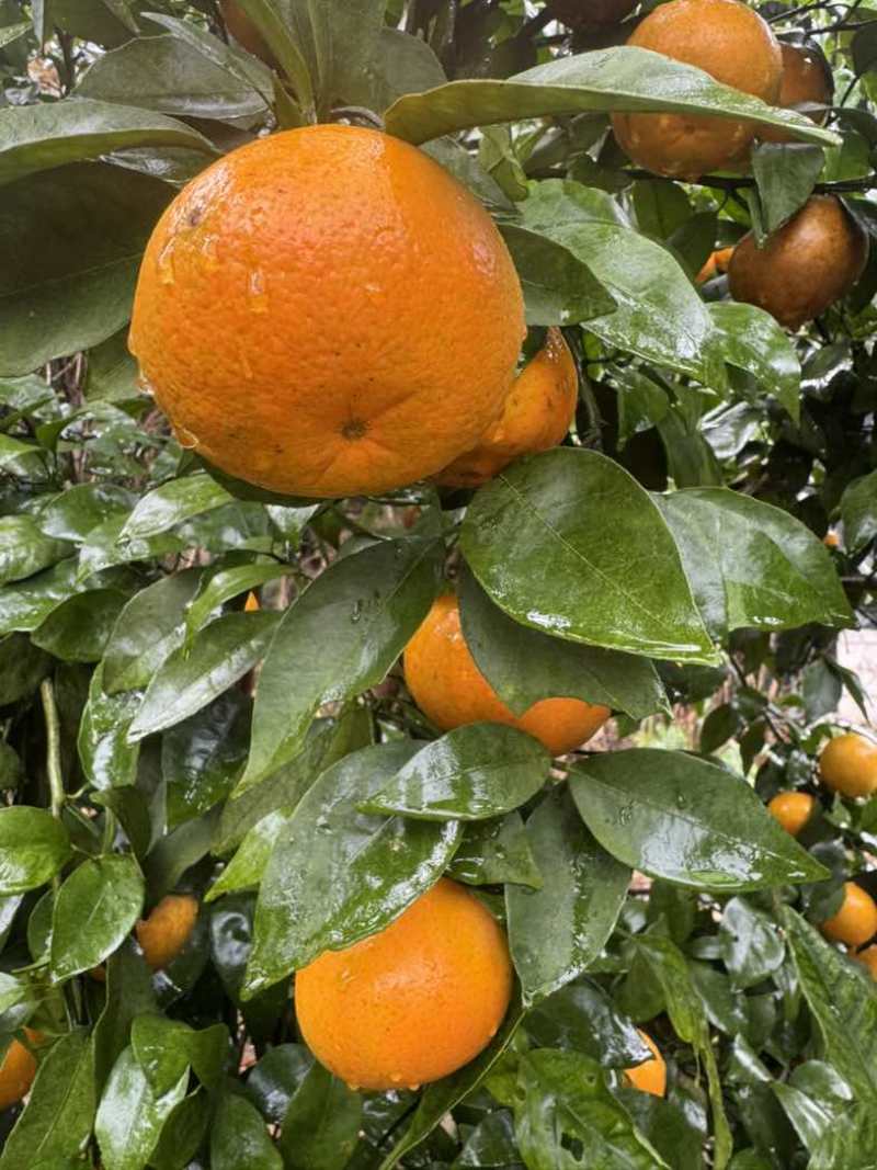 沃柑