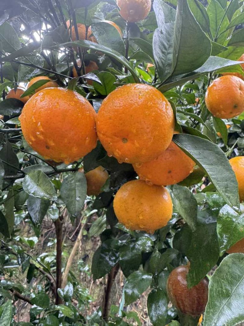 沃柑