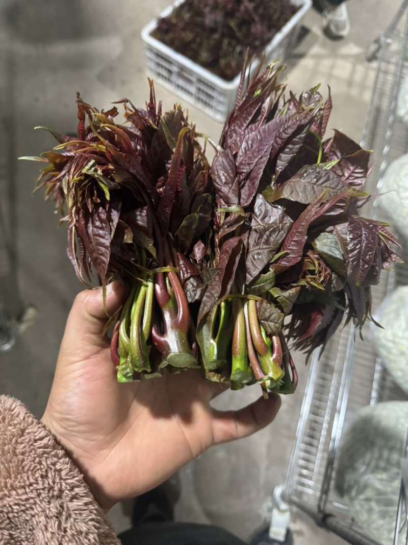 云南红油四季春
