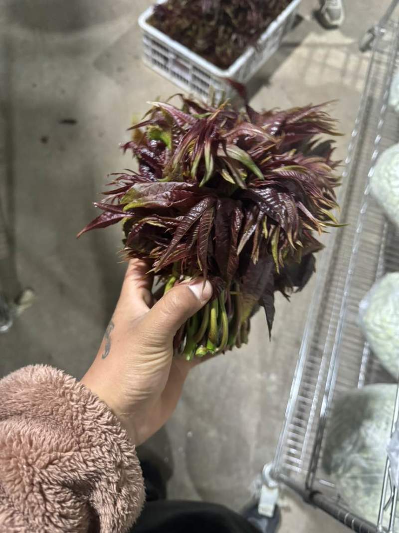 云南红油四季春