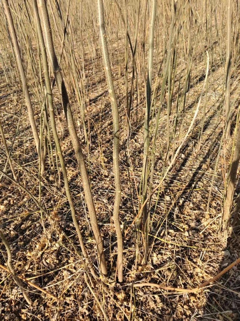 当年苦楝苗地径0.5公分到米径3公分量大，自家苗圃一手货源。