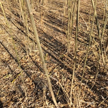 当年苦楝苗地径0.5公分到米径3公分量大，自家苗圃一手货源。