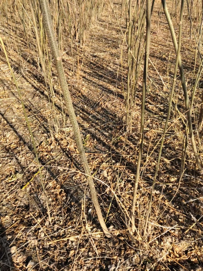 当年苦楝苗地径0.5公分到米径3公分量大，自家苗圃一手货源。