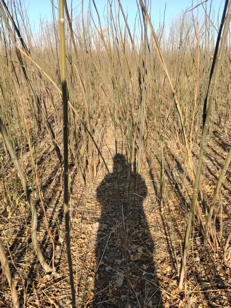 当年苦楝苗地径0.5公分到米径3公分量大，自家苗圃一手货源。