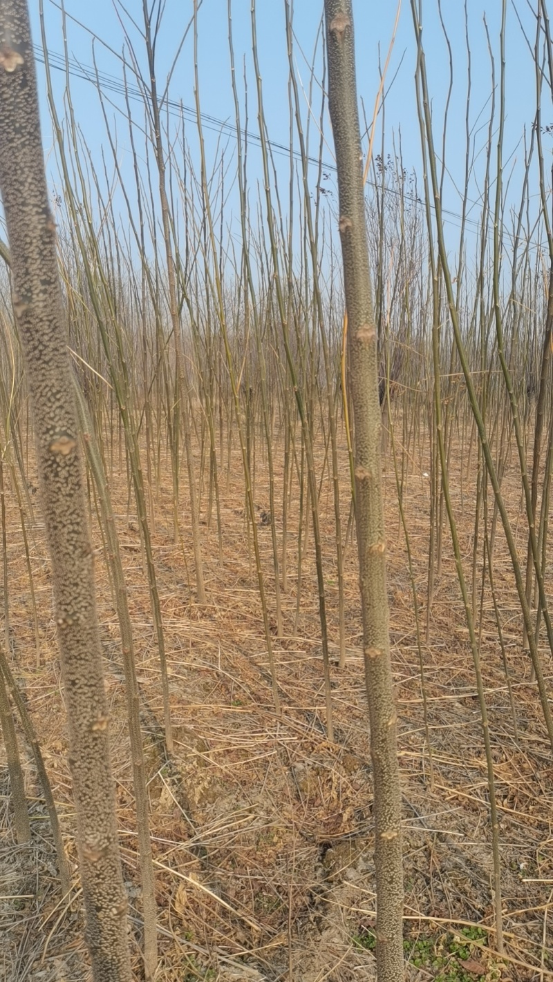 当年苦楝苗地径0.5公分到米径3公分量大，自家苗圃一手货源。