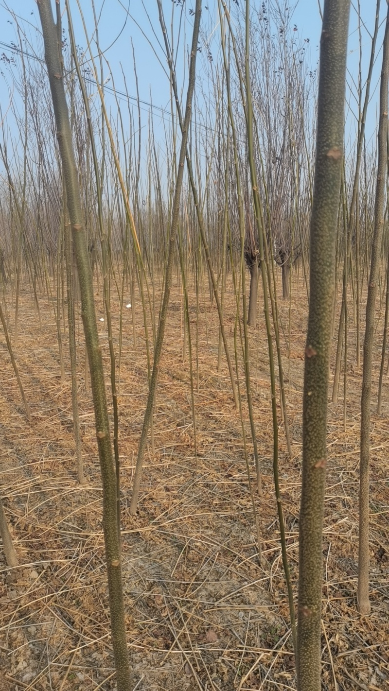 当年苦楝苗地径0.5公分到米径3公分量大，自家苗圃一手货源。