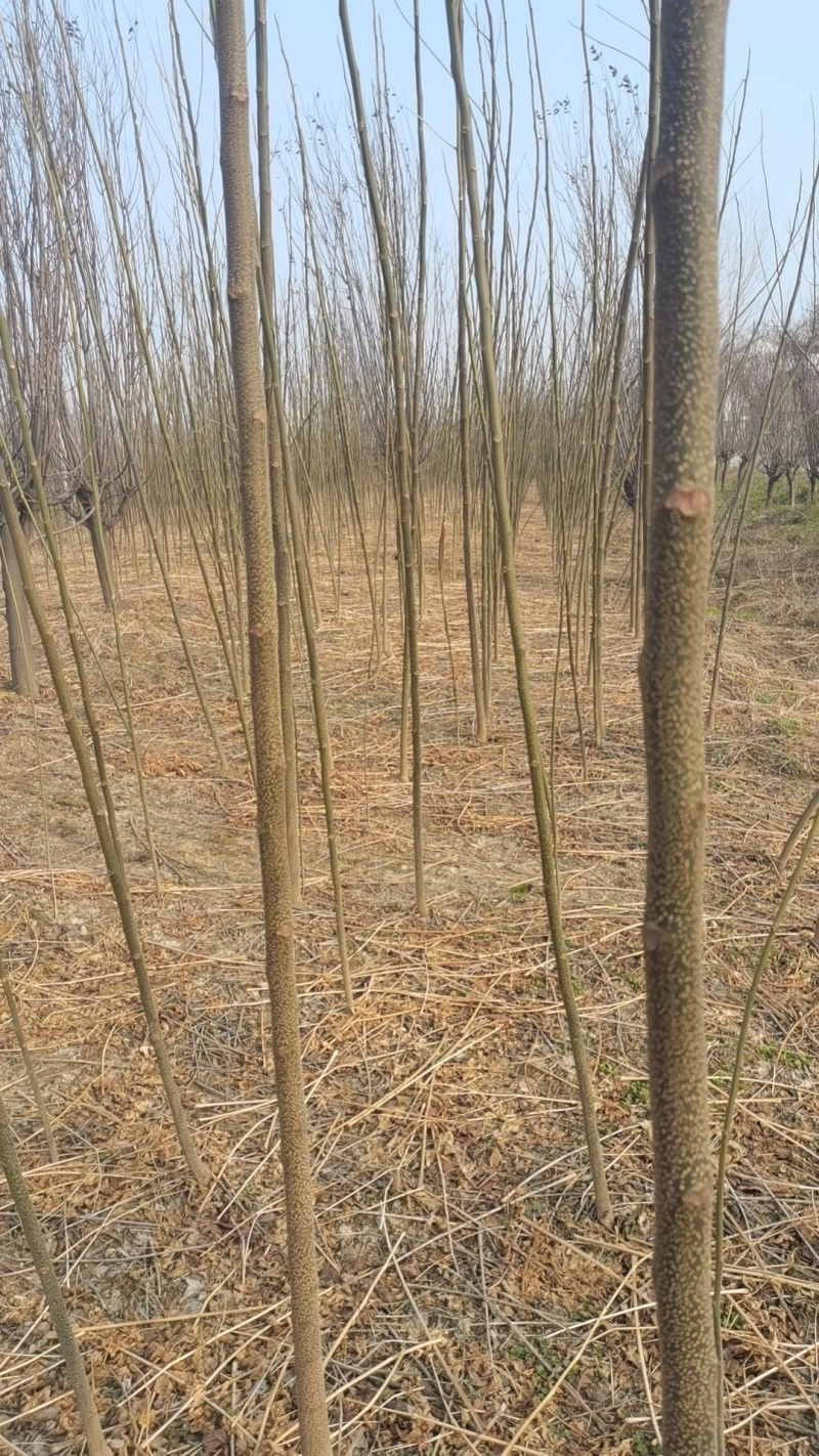 当年苦楝苗地径0.5公分到米径3公分量大，自家苗圃一手货源。