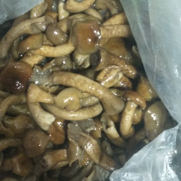 盐渍滑子菇