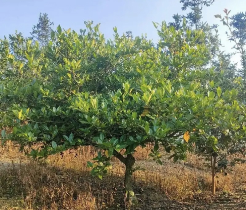 20年树龄栀子花，园林绿化，庭院景观精品