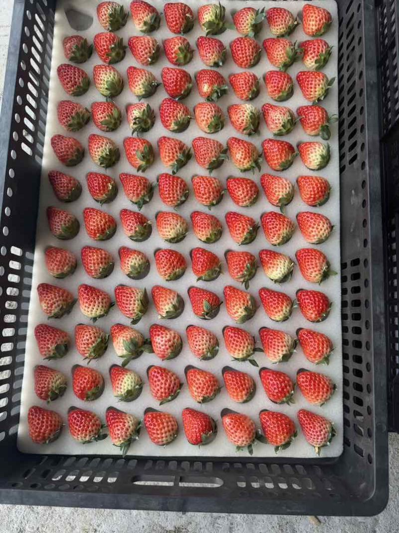 红颜草莓