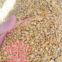 碎黄豆非转基因大豆保证无土沙，可上地施肥，水产养殖