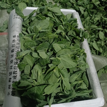 豌豆尖，豆杯