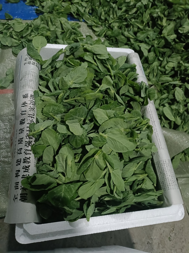豌豆尖，豆杯