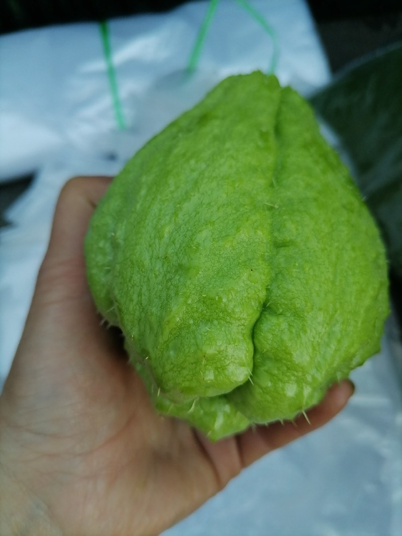 老品种（杨丝瓜），勐秀山自己家种的，带微甜，
