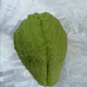 老品种（杨丝瓜），勐秀山自己家种的，带微甜，