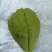 老品种（杨丝瓜），勐秀山自己家种的，带微甜，