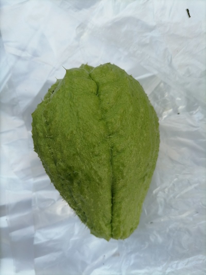 老品种（杨丝瓜），勐秀山自己家种的，带微甜，