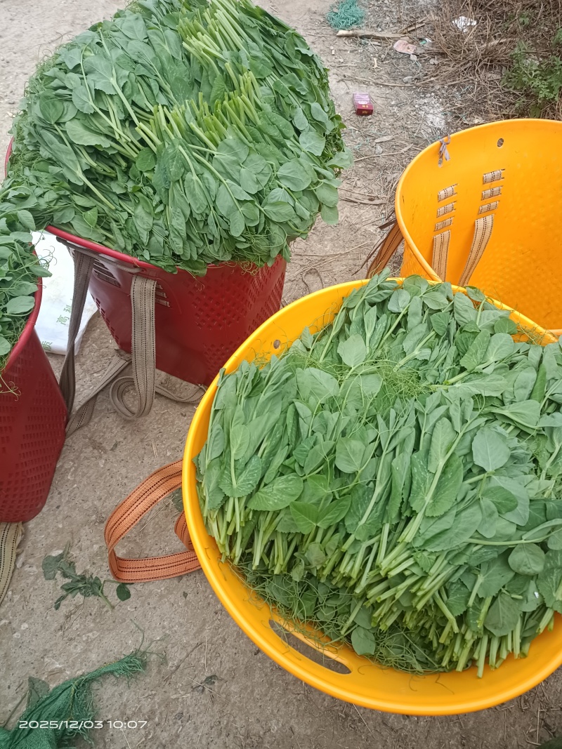 豌豆尖