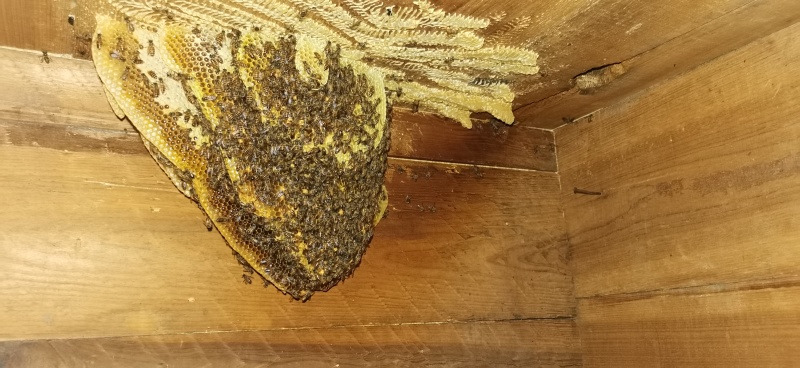 福建三明深山百花野生蜂蜜🍯