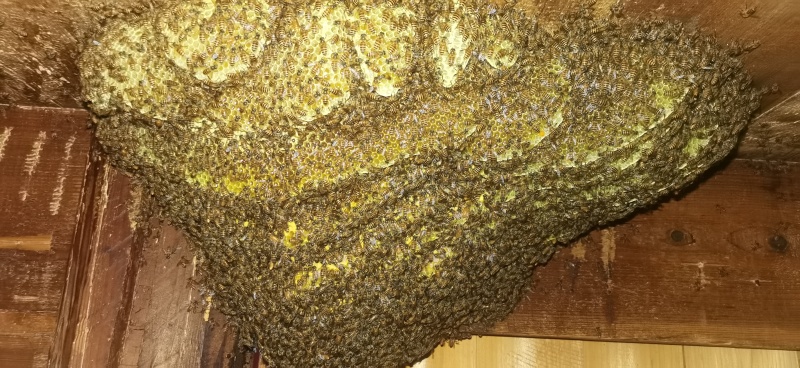 福建三明深山百花野生蜂蜜🍯
