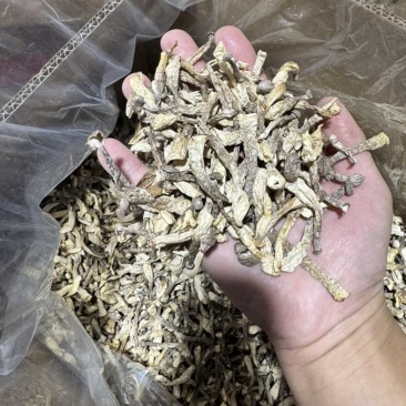 嫩仔鹿茸菇干货小嫩芽鹿茸菌