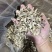 嫩仔鹿茸菇干货小嫩芽鹿茸菌
