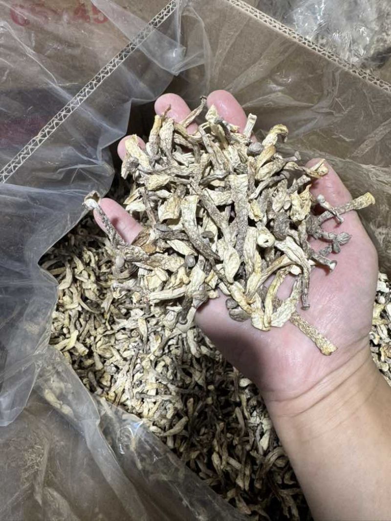 嫩仔鹿茸菇干货小嫩芽鹿茸菌
