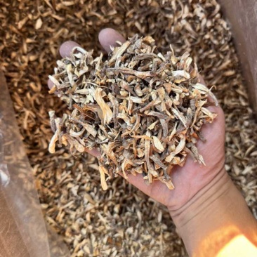 鹿茸菇碎饺子馅料包子酱料专用