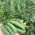 豌豆产地直发一手价格量大价优电商各品质均有