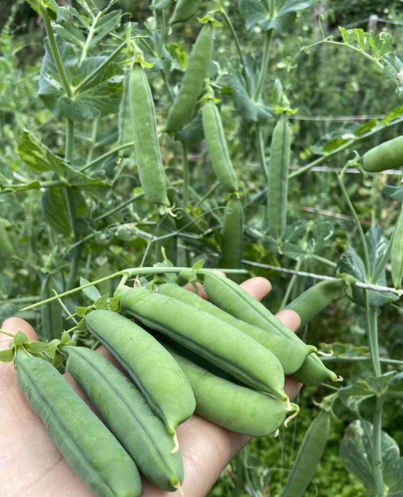 豌豆产地直发一手价格量大价优电商各品质均有
