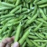 豌豆产地直发一手价格量大价优电商各品质均有