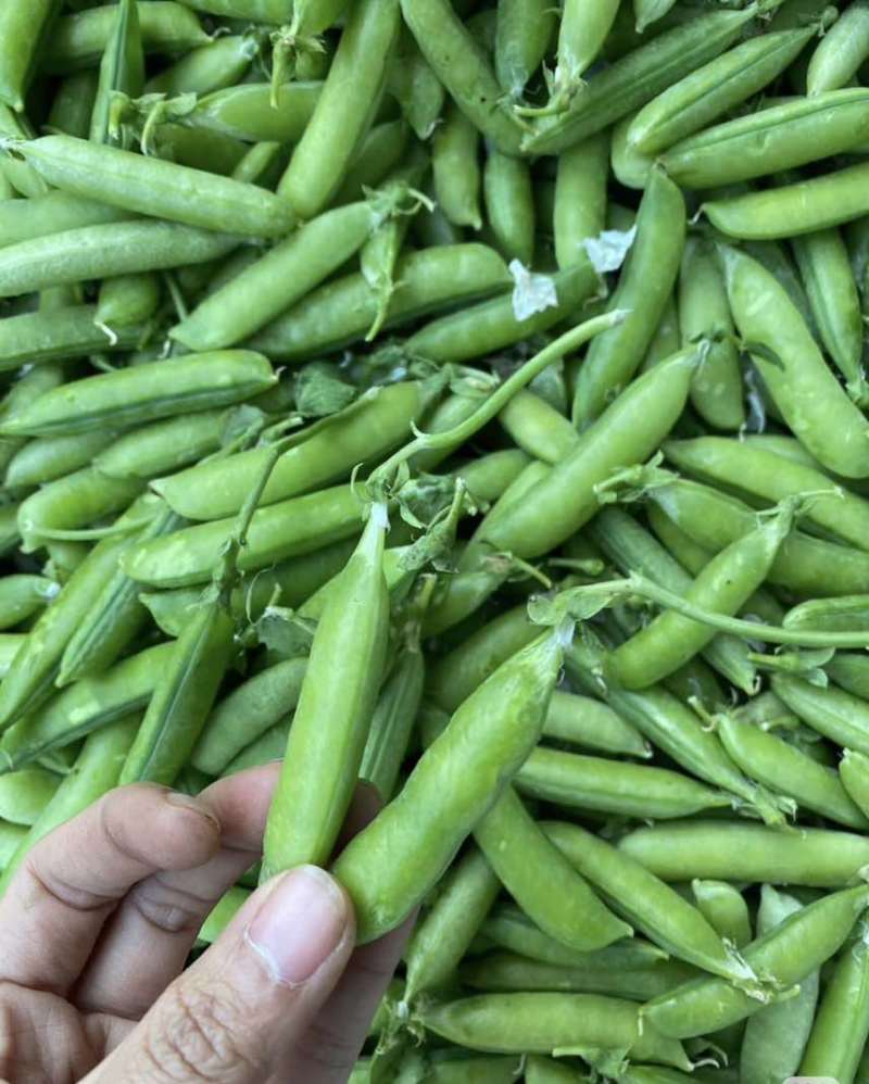 豌豆产地直发一手价格量大价优电商各品质均有