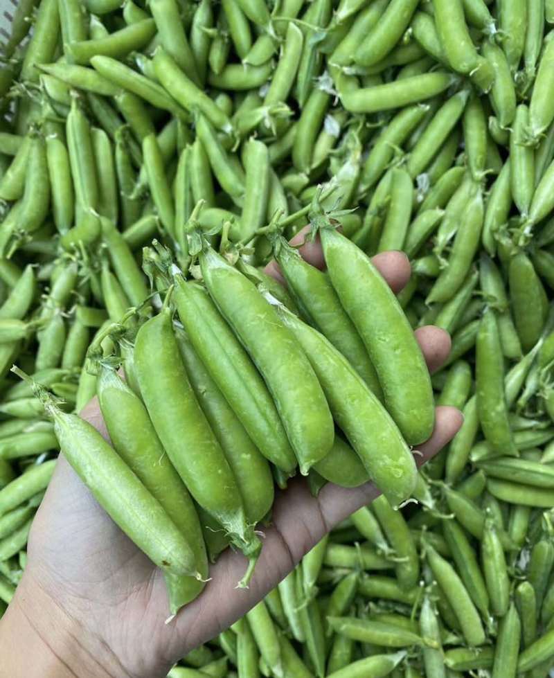 豌豆产地直发一手价格量大价优电商各品质均有