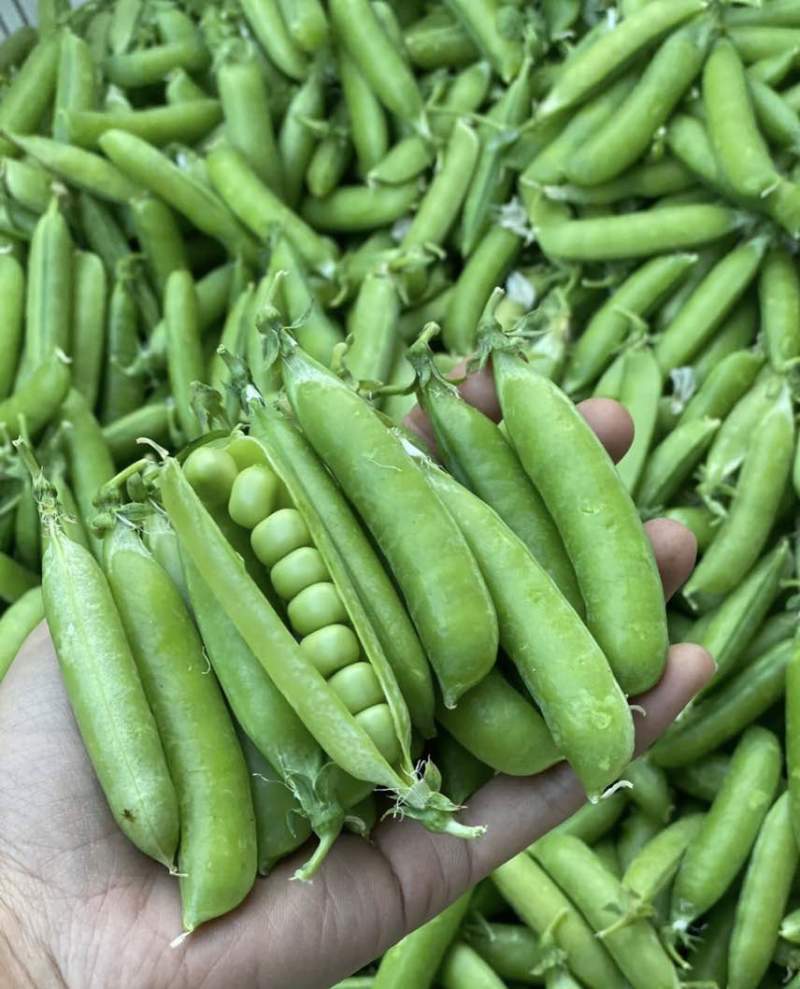 豌豆产地直发一手价格量大价优电商各品质均有