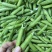 豌豆产地直发一手价格量大价优电商各品质均有