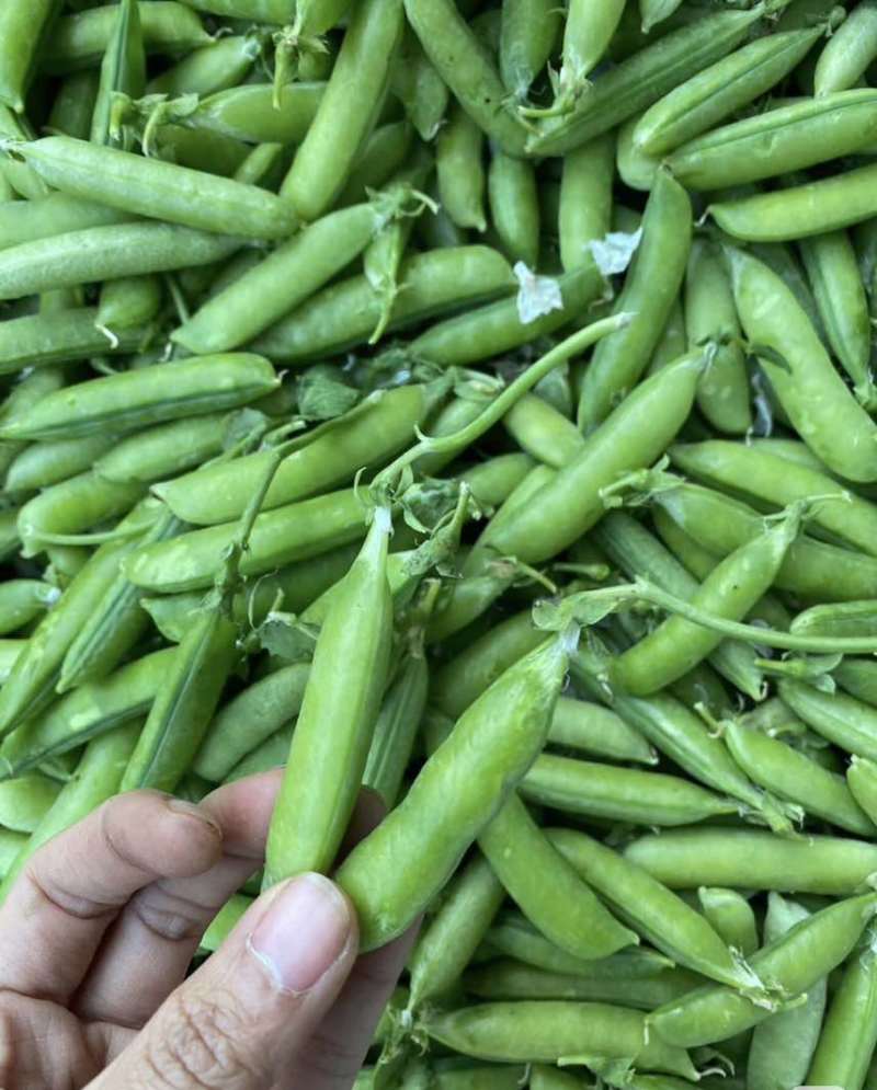 豌豆产地直发一手价格量大价优电商各品质均有